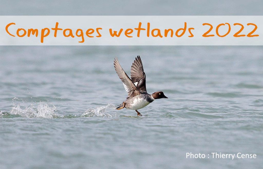 Synthèse des comptages Wetlands 2022 en Eure et Loir Eure et Loir Nature