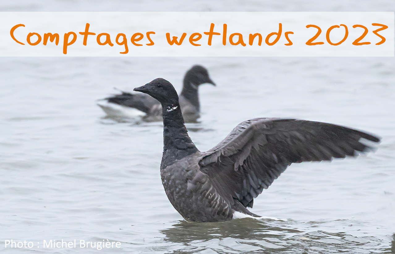 Synthèse des comptages Wetlands 2023 en Eure et Loir Eure et Loir Nature