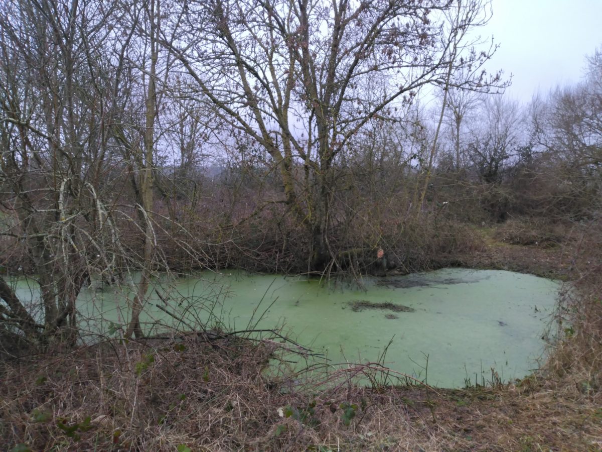 Restauration de la mare de La Saucelle, Lieudit « Le Roseau ».